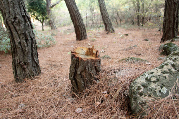 How Our Tree Care Process Works  in  Cottondale, AL